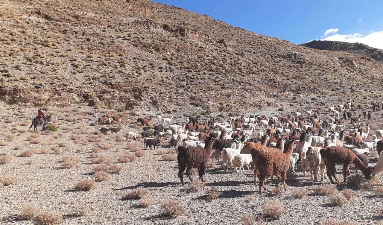 Ano Internacional 2026 – ONU