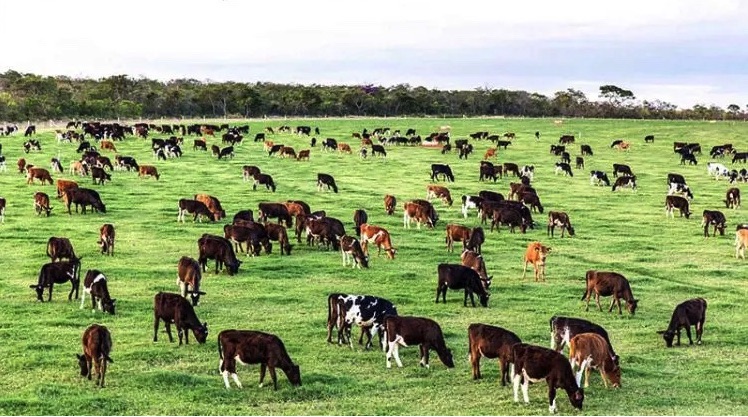 Ano Internacional 2026 – ONU