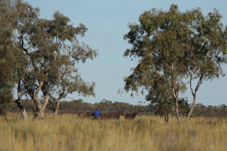 Ano Internacional 2026 – ONU