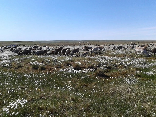 Ano Internacional 2026 – ONU